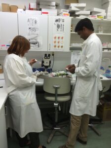 Researchers working in the lab of ÅAU Fly Unit. 