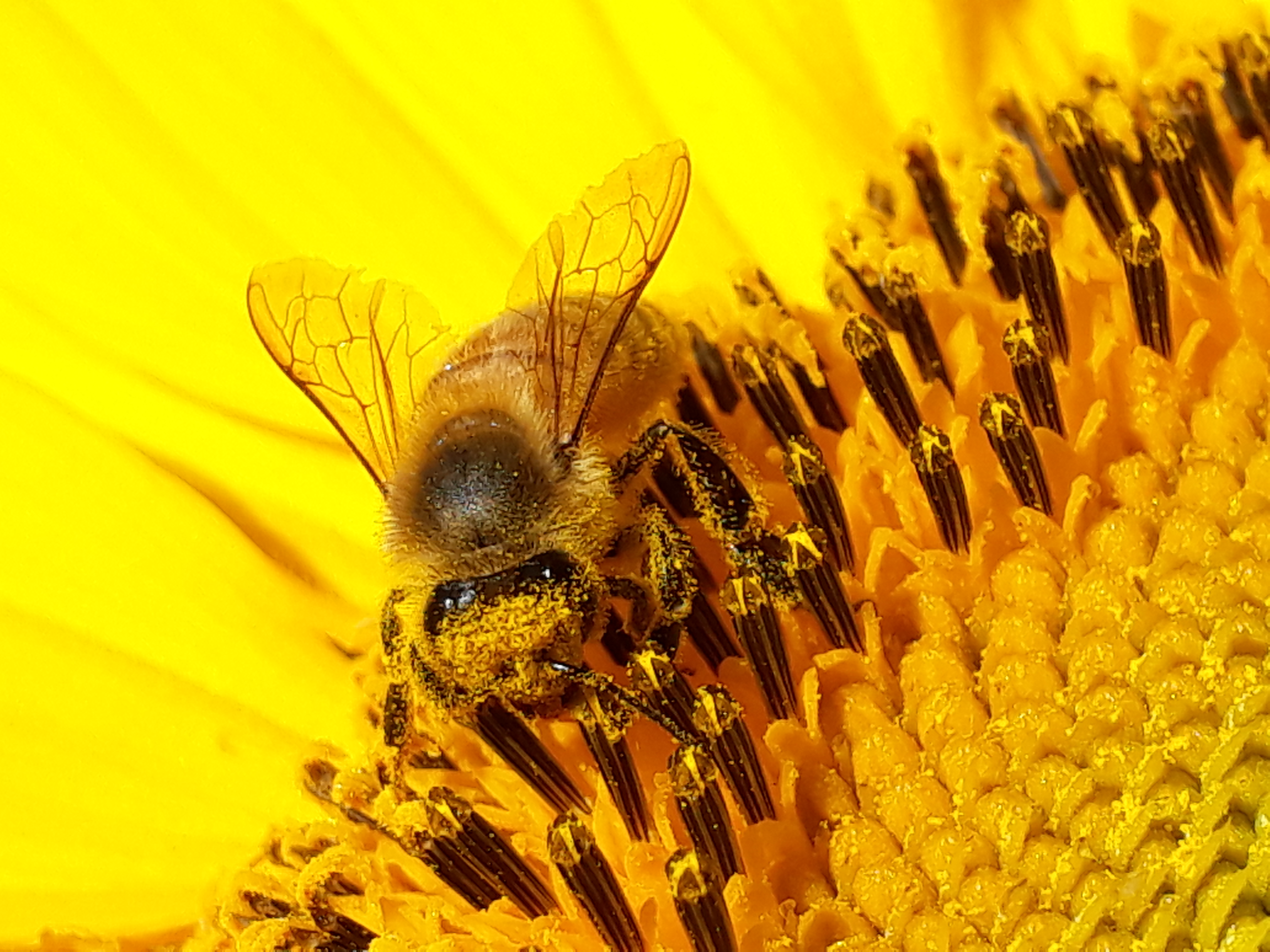 Närbild på ett bi på en solros.