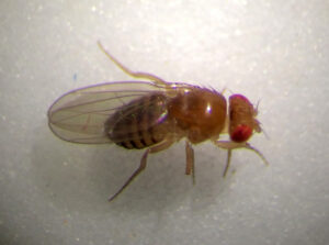 Bild av flugan Drosophila melanogaster.