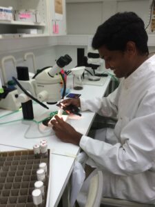 Researcher working in lab with fly unit.