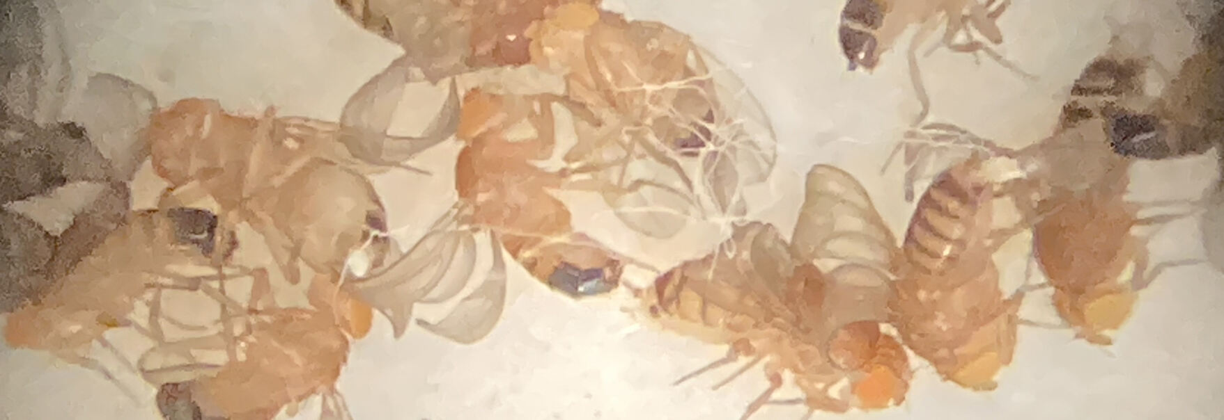 En mikroskopbild av flugor.