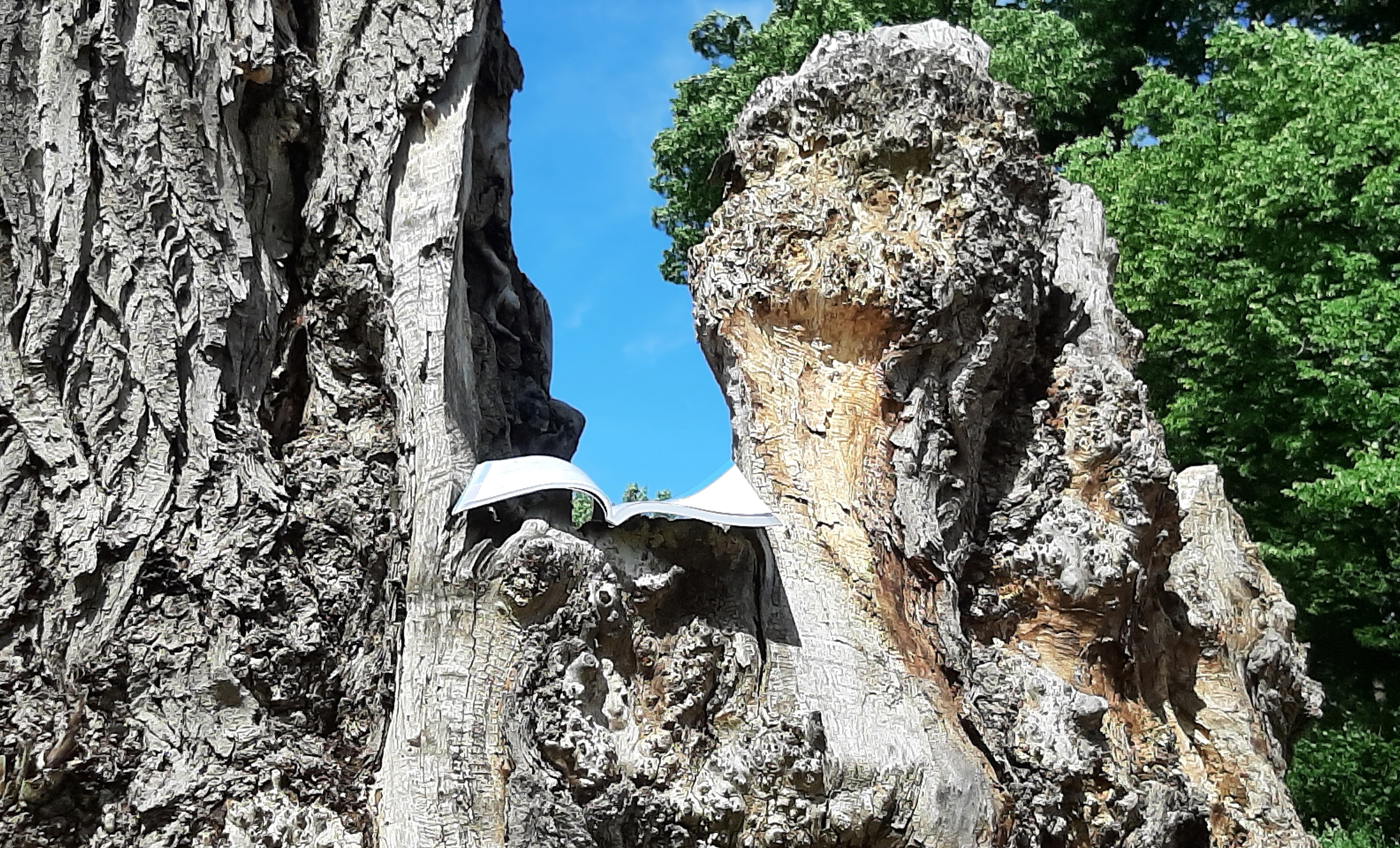 En öppen bok omgiven av träd och himmel.
