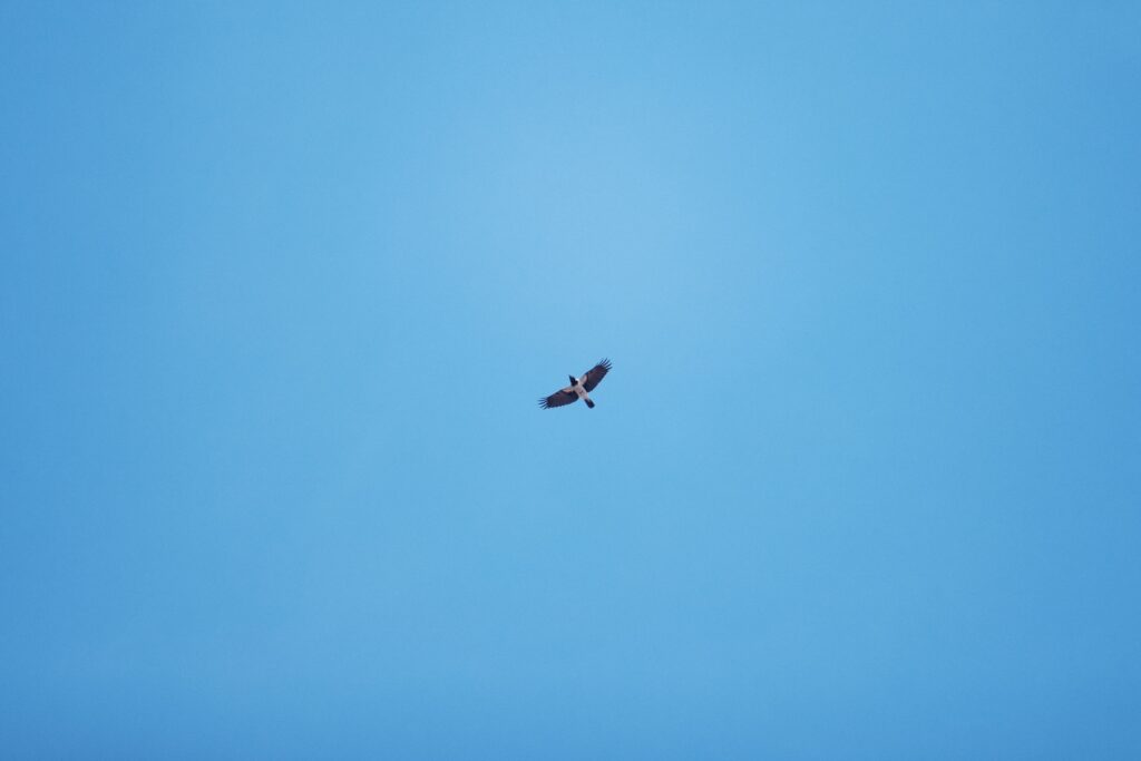 En fågel flyger på den blå himlen