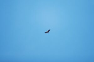 En fågel flyger på den blå himlen