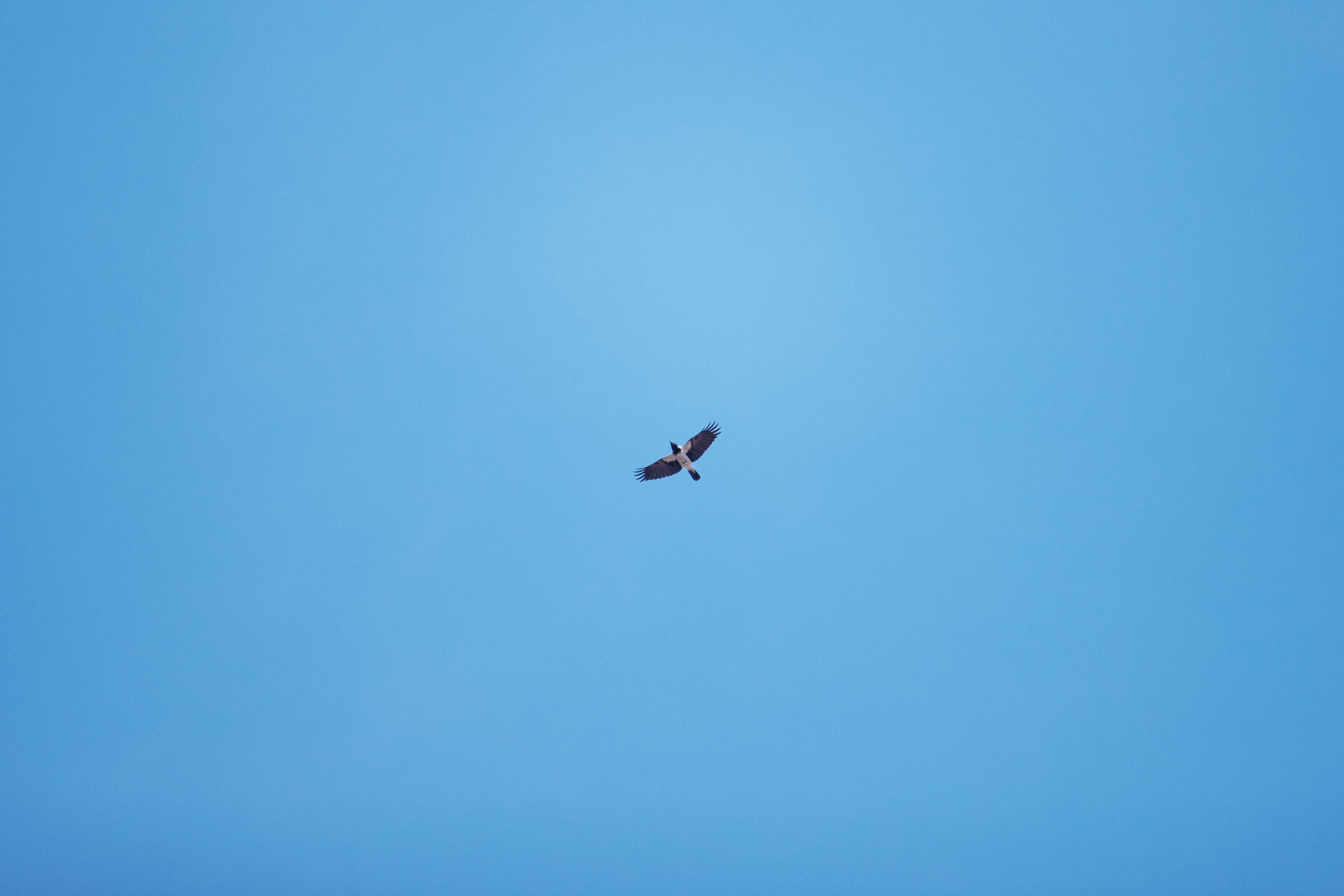 En fågel flyger på den blå himlen