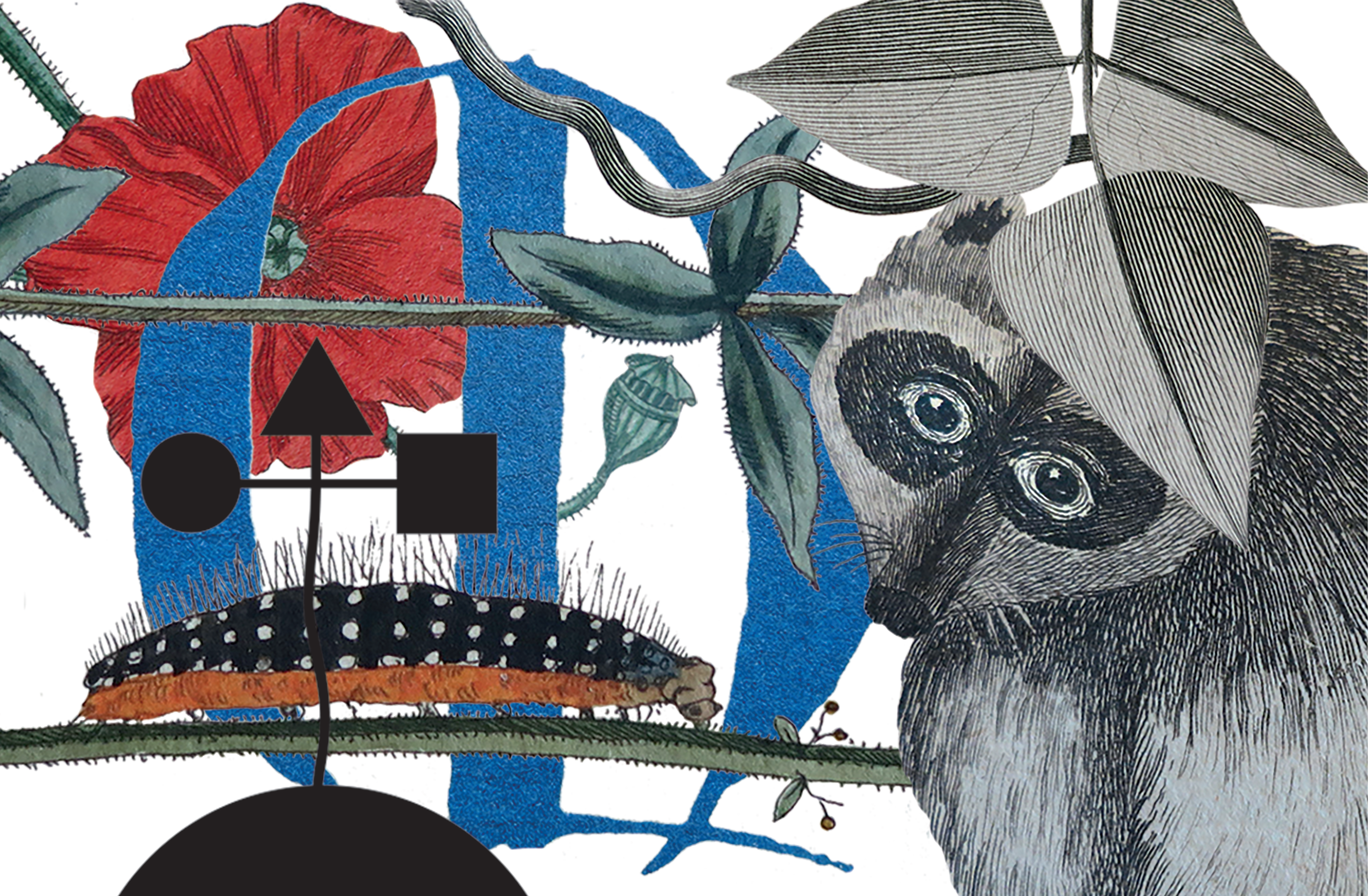 Bibliotekskortets framsida med teckningar, bland annat en tvättbjörn, en larv och en blomma.