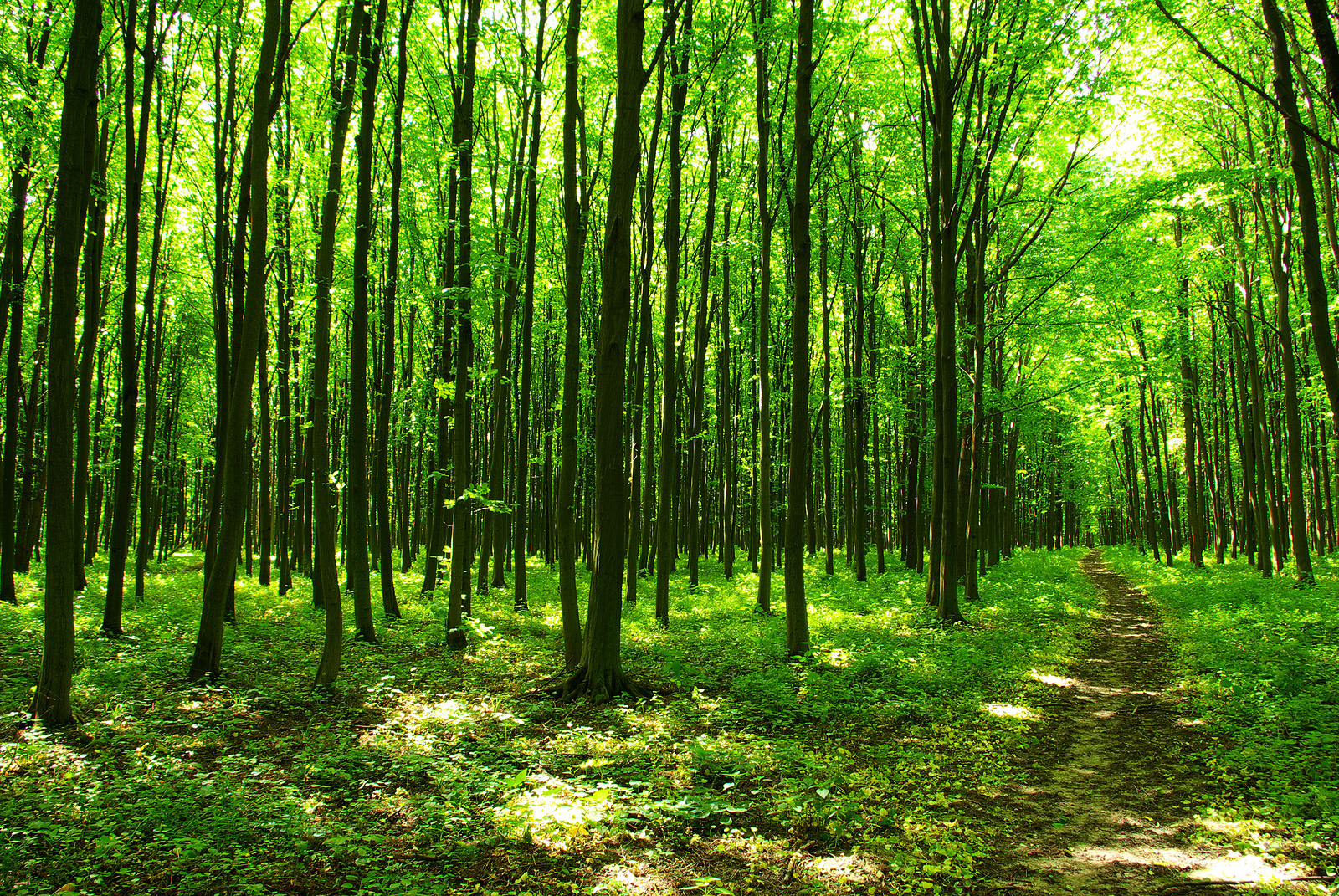 Grön skog i solsken och en stig i skogen.
