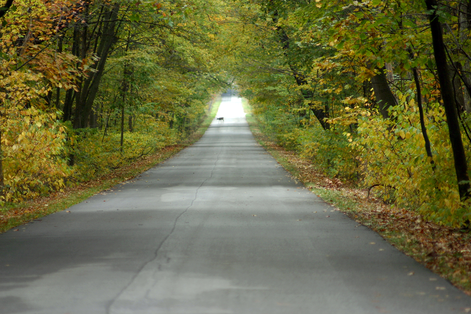 En väg med lummiga gröna träd längs kanterna.