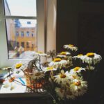 Bibliotekets sommartider