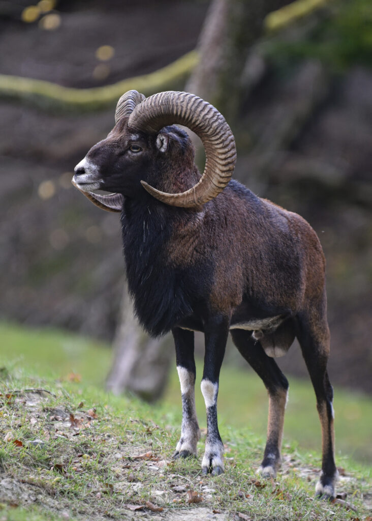 Mufflonfår med stora horn.