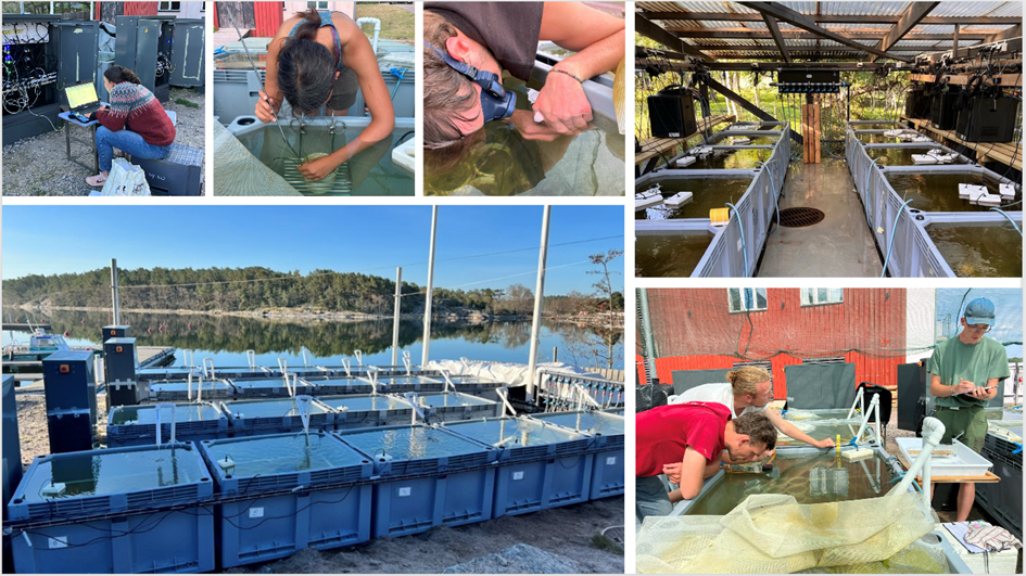 Forskare lutade över bassänger med vatten.