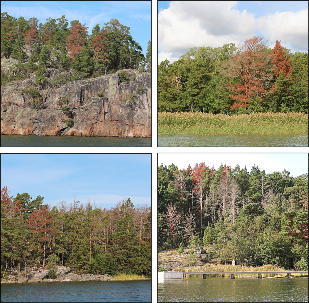 Bildkollage av tallskog med flera döra tallar.