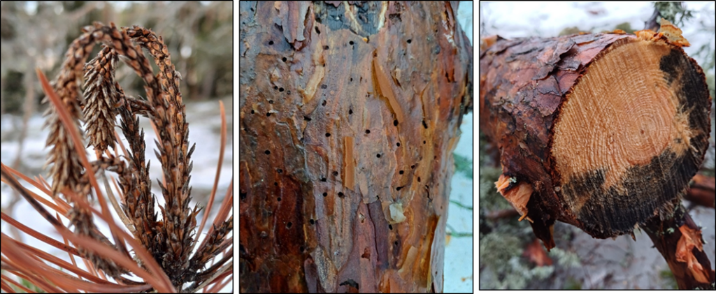 Närbilder på angripen tall.