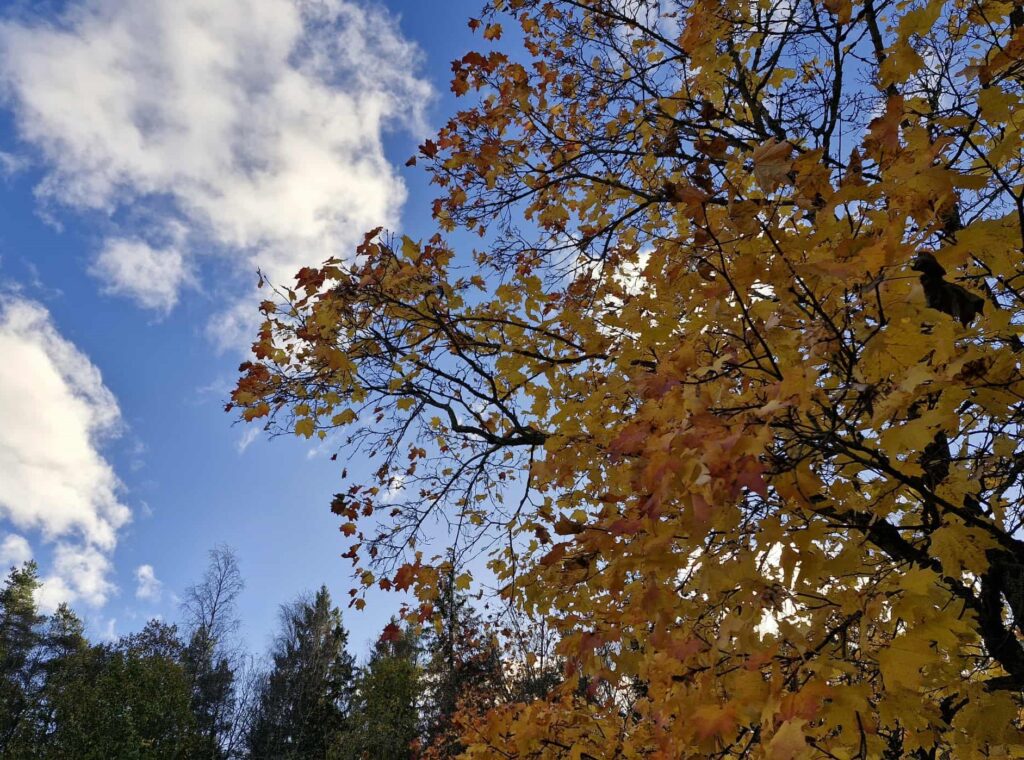 Närbild av ett träd med höstlöv. I bakgrunden blå himmel och vita moln.