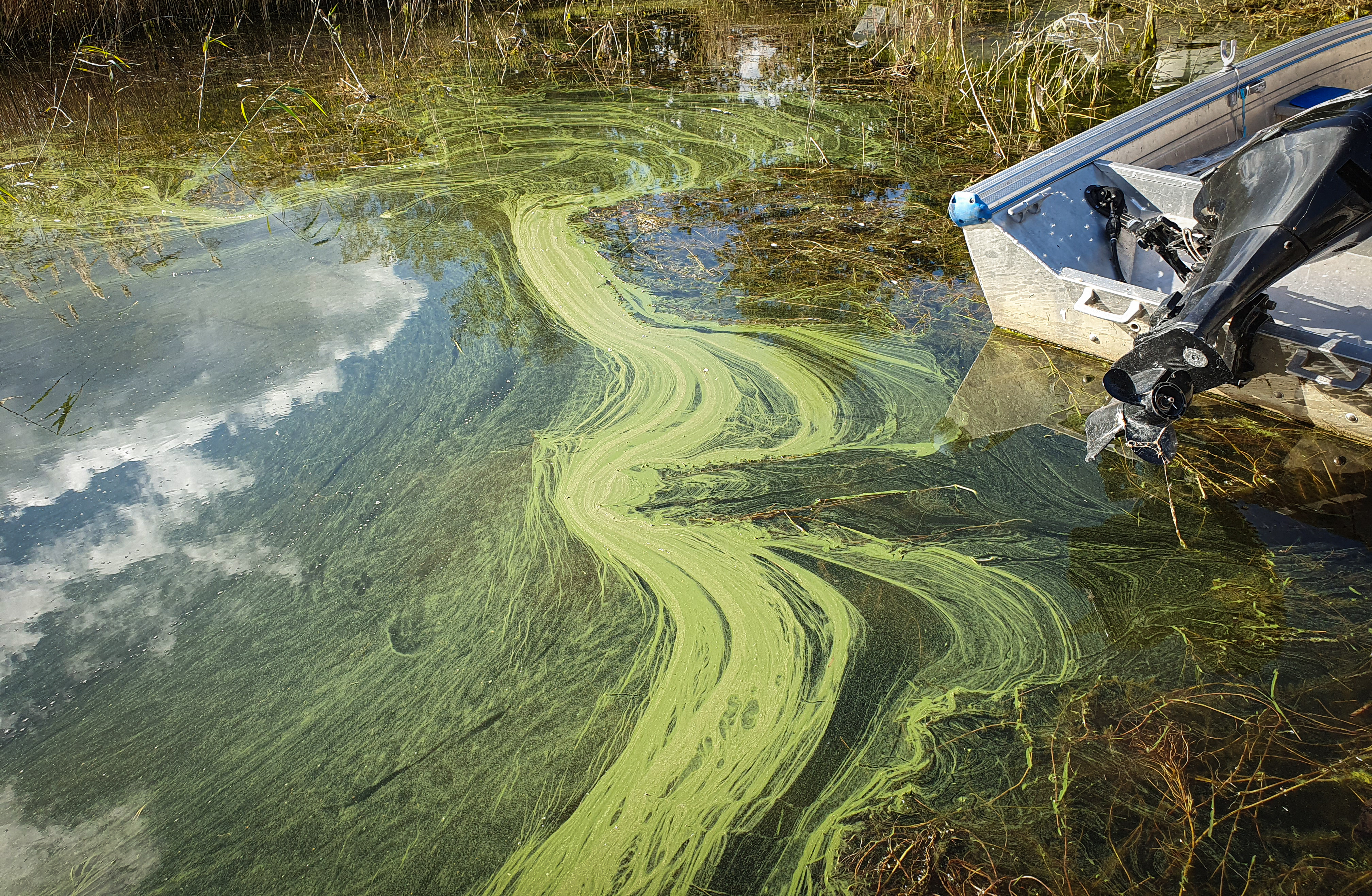 ”Där dödens alger gro”– eller? En essä om cyanobakterien