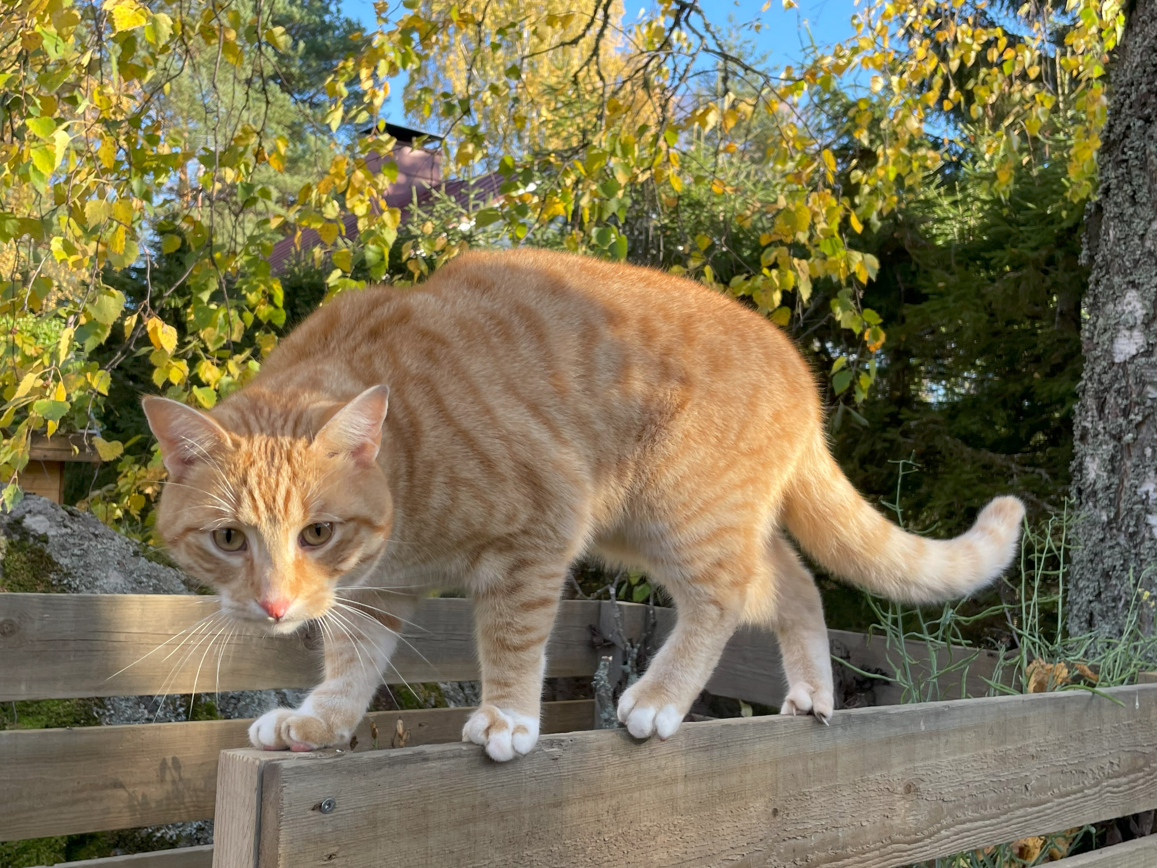 Fråga forskaren: Varför engagerar katter så?