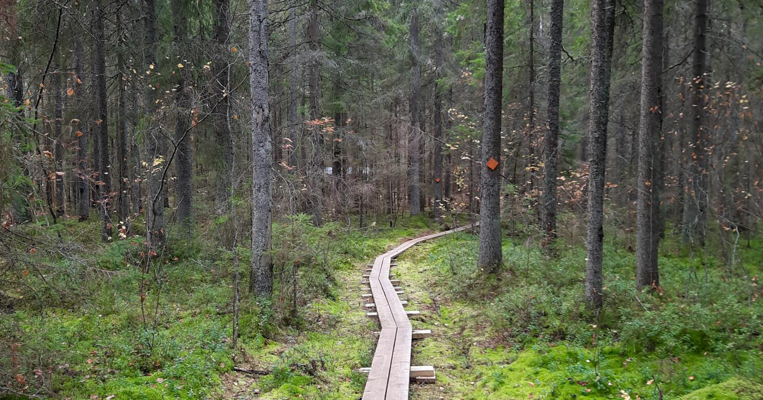 V-FOREST: turning damaged forest biomass into bio-based cosmetic ingredients 