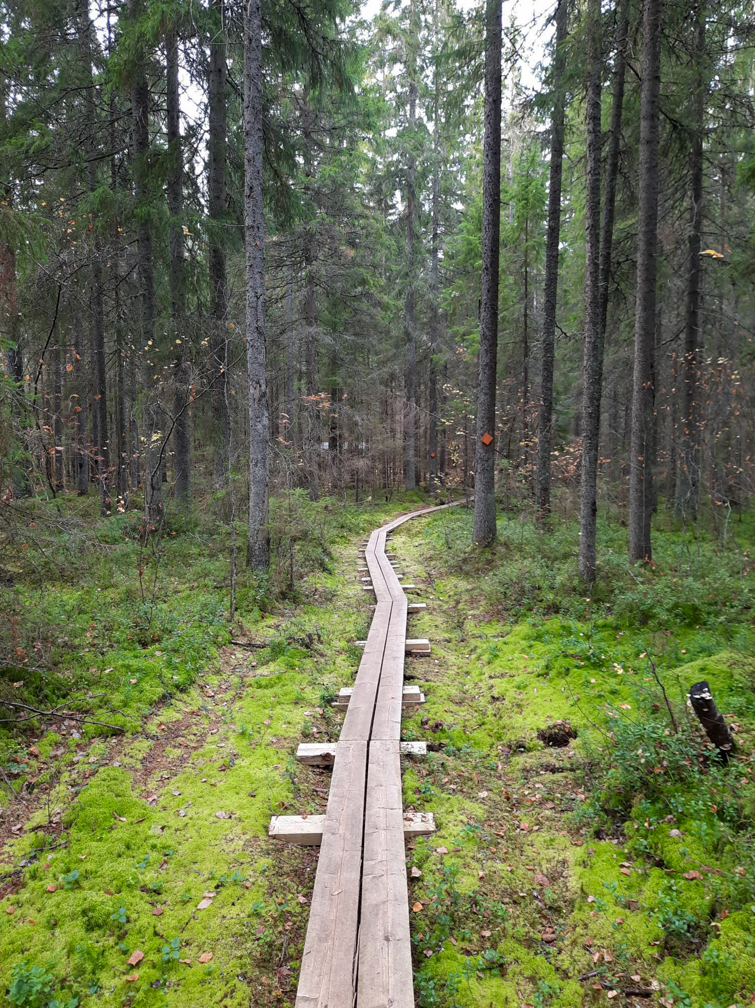 Åbo Akademi University awarded more than EUR 3 million for research into sustainable materials of the future
