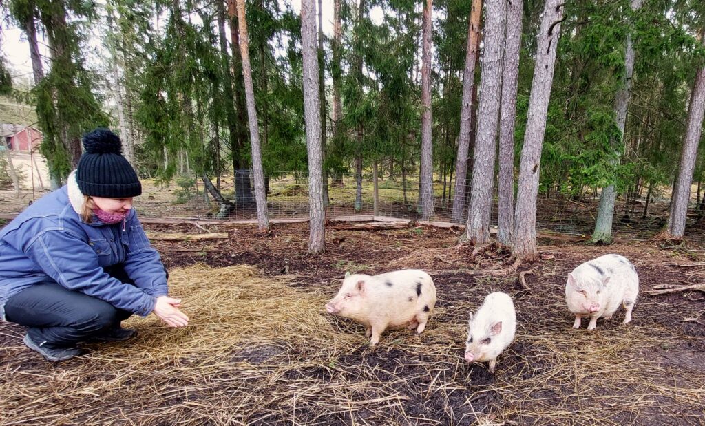 Charlotta Björklöf och tre minigrisar.