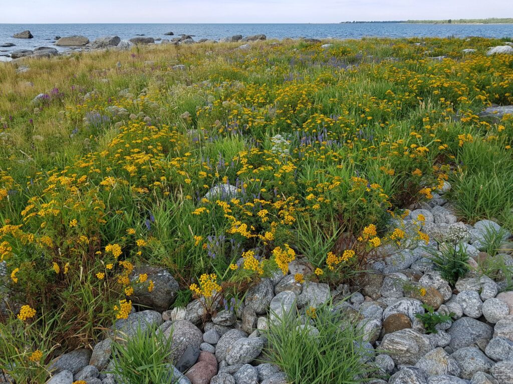 Blommor vid stranden.